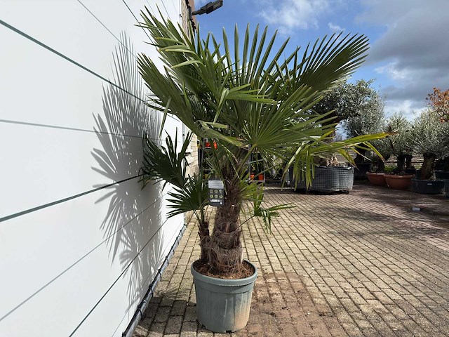 Chinese waaierpalm driedubbele stam - trachycarpus fortunei - hoogte ca. 200 cm - afbeelding 5 van  7