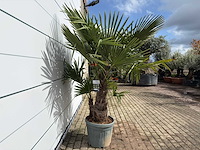 Chinese waaierpalm driedubbele stam - trachycarpus fortunei - hoogte ca. 200 cm - afbeelding 5 van  7