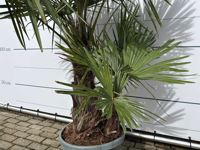 Chinese waaierpalm driedubbele stam - trachycarpus fortunei - hoogte ca. 200 cm - afbeelding 6 van  7