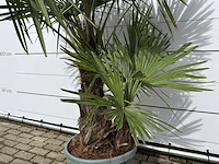 Chinese waaierpalm driedubbele stam - trachycarpus fortunei - hoogte ca. 200 cm - afbeelding 6 van  7