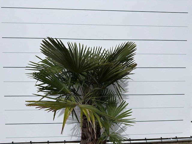 Chinese waaierpalm driedubbele stam - trachycarpus fortunei - hoogte ca. 200 cm - afbeelding 7 van  7