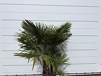 Chinese waaierpalm driedubbele stam - trachycarpus fortunei - hoogte ca. 200 cm - afbeelding 7 van  7