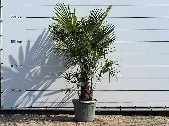 Chinese waaierpalm driedubbele stam - trachycarpus fortunei - hoogte ca. 200 cm - afbeelding 1 van  4