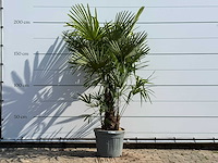 Chinese waaierpalm driedubbele stam - trachycarpus fortunei - hoogte ca. 200 cm - afbeelding 1 van  4