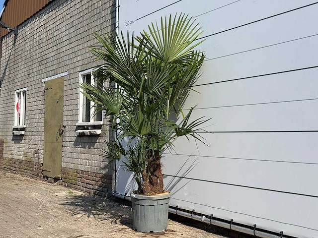 Chinese waaierpalm driedubbele stam - trachycarpus fortunei - hoogte ca. 200 cm - afbeelding 2 van  4