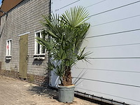 Chinese waaierpalm driedubbele stam - trachycarpus fortunei - hoogte ca. 200 cm - afbeelding 2 van  4