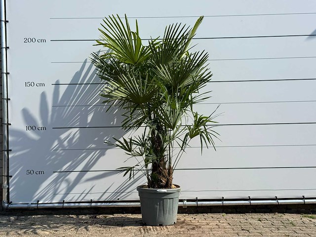Chinese waaierpalm driedubbele stam - trachycarpus fortunei - hoogte ca. 200 cm - afbeelding 3 van  4