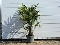 Chinese waaierpalm driedubbele stam - trachycarpus fortunei - hoogte ca. 200 cm - afbeelding 3 van  4