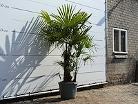 Chinese waaierpalm driedubbele stam - trachycarpus fortunei - hoogte ca. 200 cm - afbeelding 4 van  4