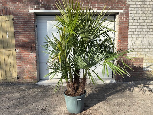 Chinese waaierpalm driedubbele stam - trachycarpus fortunei - hoogte ca. 220 cm - afbeelding 1 van  7