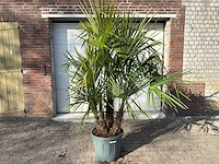 Chinese waaierpalm driedubbele stam - trachycarpus fortunei - hoogte ca. 220 cm - afbeelding 1 van  7