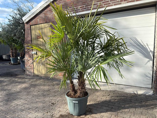 Chinese waaierpalm driedubbele stam - trachycarpus fortunei - hoogte ca. 220 cm - afbeelding 2 van  7