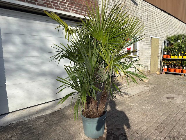 Chinese waaierpalm driedubbele stam - trachycarpus fortunei - hoogte ca. 220 cm - afbeelding 3 van  7