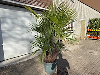 Chinese waaierpalm driedubbele stam - trachycarpus fortunei - hoogte ca. 220 cm - afbeelding 3 van  7