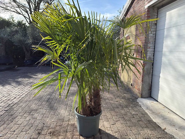 Chinese waaierpalm driedubbele stam - trachycarpus fortunei - hoogte ca. 220 cm - afbeelding 4 van  7