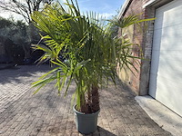 Chinese waaierpalm driedubbele stam - trachycarpus fortunei - hoogte ca. 220 cm - afbeelding 4 van  7