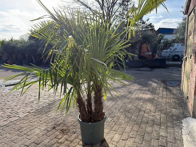Chinese waaierpalm driedubbele stam - trachycarpus fortunei - hoogte ca. 220 cm - afbeelding 5 van  7