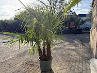 Chinese waaierpalm driedubbele stam - trachycarpus fortunei - hoogte ca. 220 cm - afbeelding 5 van  7