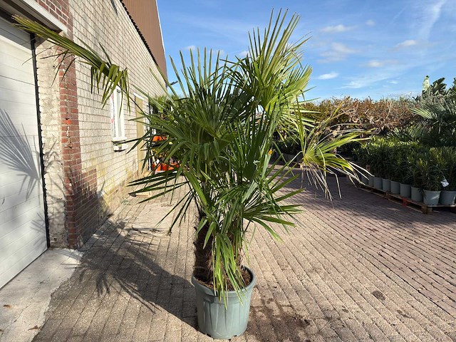 Chinese waaierpalm driedubbele stam - trachycarpus fortunei - hoogte ca. 220 cm - afbeelding 6 van  7