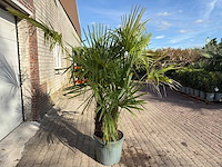 Chinese waaierpalm driedubbele stam - trachycarpus fortunei - hoogte ca. 220 cm - afbeelding 6 van  7