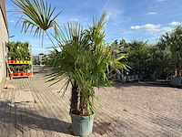 Chinese waaierpalm driedubbele stam - trachycarpus fortunei - hoogte ca. 220 cm - afbeelding 7 van  7