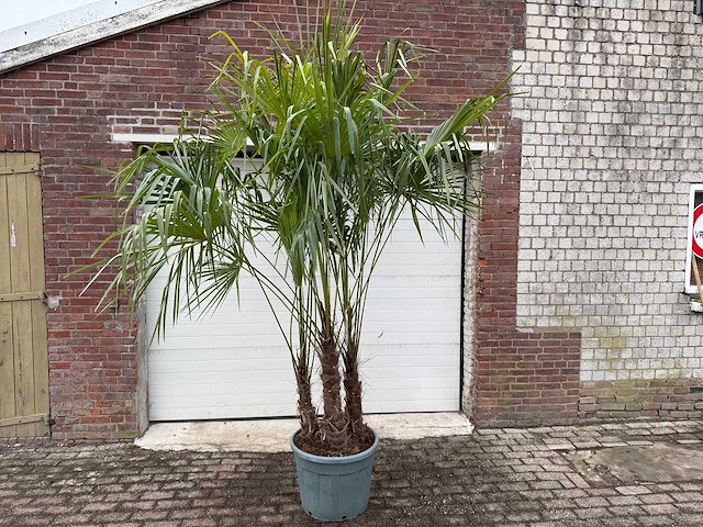 Chinese waaierpalm driedubbele stam - trachycarpus fortunei - hoogte ca. 220 cm - afbeelding 1 van  3