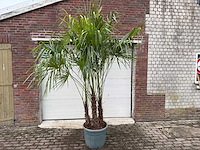 Chinese waaierpalm driedubbele stam - trachycarpus fortunei - hoogte ca. 220 cm - afbeelding 1 van  3