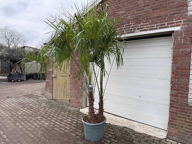 Chinese waaierpalm driedubbele stam - trachycarpus fortunei - hoogte ca. 220 cm - afbeelding 2 van  3