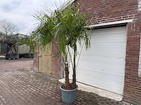 Chinese waaierpalm driedubbele stam - trachycarpus fortunei - hoogte ca. 220 cm - afbeelding 2 van  3