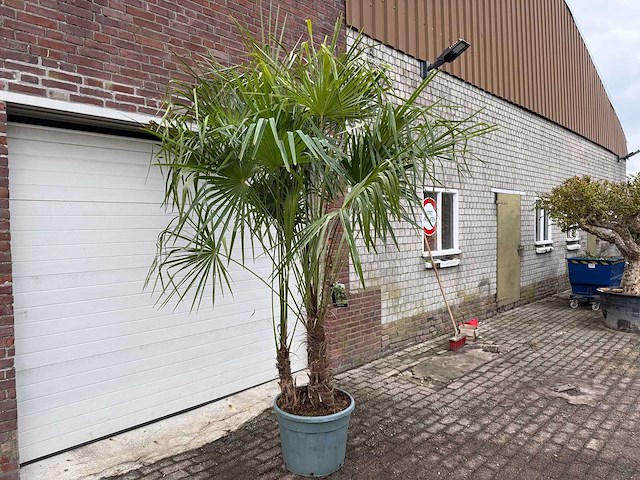 Chinese waaierpalm driedubbele stam - trachycarpus fortunei - hoogte ca. 220 cm - afbeelding 3 van  3