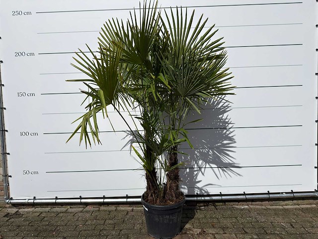 Chinese waaierpalm driedubbele stam - trachycarpus fortunei - hoogte ca. 250 cm - afbeelding 1 van  2