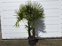 Chinese waaierpalm driedubbele stam - trachycarpus fortunei - hoogte ca. 250 cm - afbeelding 1 van  2