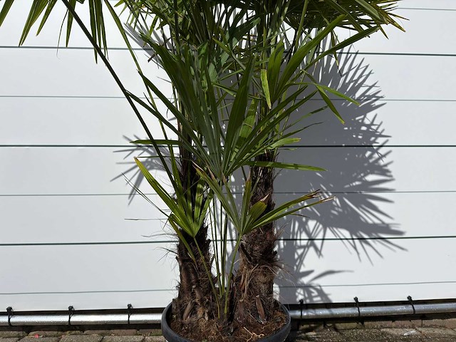 Chinese waaierpalm driedubbele stam - trachycarpus fortunei - hoogte ca. 250 cm - afbeelding 2 van  2