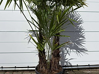 Chinese waaierpalm driedubbele stam - trachycarpus fortunei - hoogte ca. 250 cm - afbeelding 2 van  2