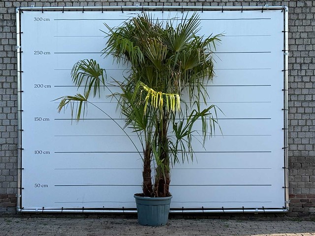 Chinese waaierpalm driedubbele stam xl - trachycarpus fortunei - hoogte ca. 280 cm - afbeelding 1 van  5