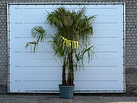 Chinese waaierpalm driedubbele stam xl - trachycarpus fortunei - hoogte ca. 280 cm - afbeelding 1 van  5