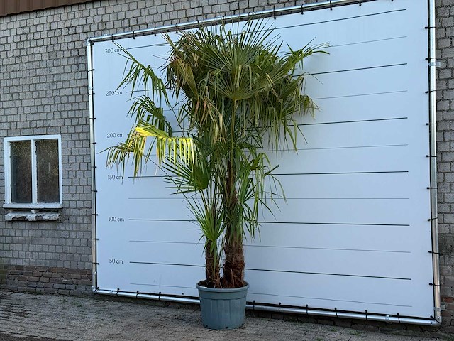 Chinese waaierpalm driedubbele stam xl - trachycarpus fortunei - hoogte ca. 280 cm - afbeelding 2 van  5