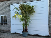 Chinese waaierpalm driedubbele stam xl - trachycarpus fortunei - hoogte ca. 280 cm - afbeelding 2 van  5