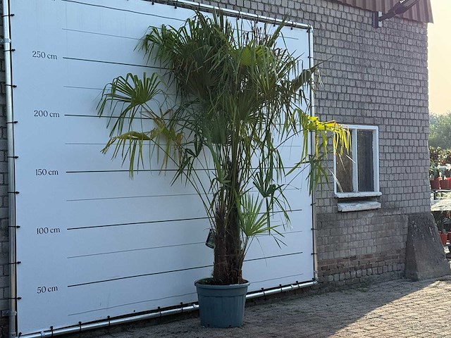 Chinese waaierpalm driedubbele stam xl - trachycarpus fortunei - hoogte ca. 280 cm - afbeelding 3 van  5