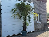 Chinese waaierpalm driedubbele stam xl - trachycarpus fortunei - hoogte ca. 280 cm - afbeelding 3 van  5