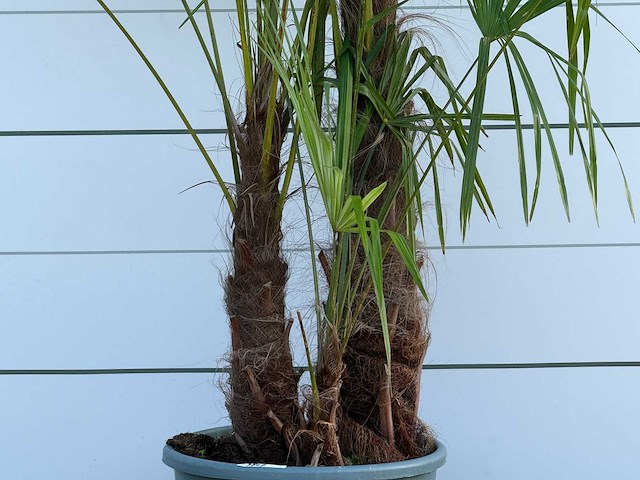 Chinese waaierpalm driedubbele stam xl - trachycarpus fortunei - hoogte ca. 280 cm - afbeelding 4 van  5