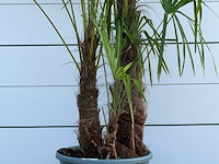 Chinese waaierpalm driedubbele stam xl - trachycarpus fortunei - hoogte ca. 280 cm - afbeelding 4 van  5