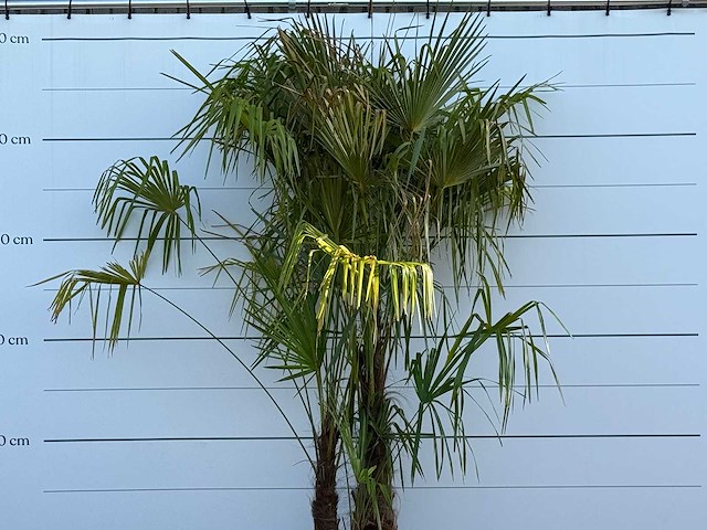 Chinese waaierpalm driedubbele stam xl - trachycarpus fortunei - hoogte ca. 280 cm - afbeelding 5 van  5