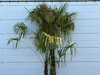 Chinese waaierpalm driedubbele stam xl - trachycarpus fortunei - hoogte ca. 280 cm - afbeelding 5 van  5