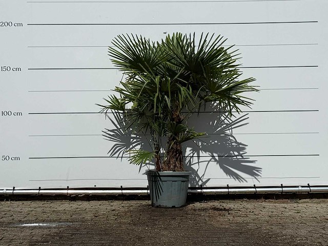 Chinese waaierpalm dubbele stam - trachycarpus fortunei - hoogte ca. 180 cm - afbeelding 1 van  3