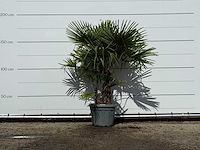 Chinese waaierpalm dubbele stam - trachycarpus fortunei - hoogte ca. 180 cm - afbeelding 1 van  3