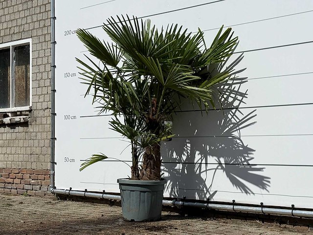 Chinese waaierpalm dubbele stam - trachycarpus fortunei - hoogte ca. 180 cm - afbeelding 2 van  3