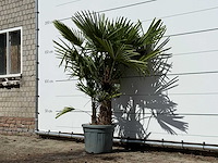 Chinese waaierpalm dubbele stam - trachycarpus fortunei - hoogte ca. 180 cm - afbeelding 2 van  3