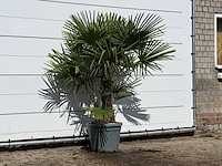 Chinese waaierpalm dubbele stam - trachycarpus fortunei - hoogte ca. 180 cm - afbeelding 3 van  3