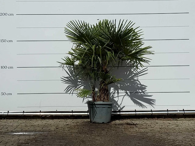 Chinese waaierpalm dubbele stam - trachycarpus fortunei - hoogte ca. 180 cm - afbeelding 1 van  3